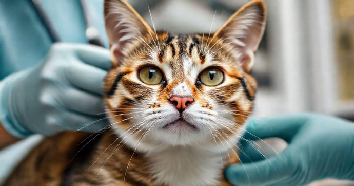 Por Que Exames para FIV e FeLV São Essenciais para Gatos