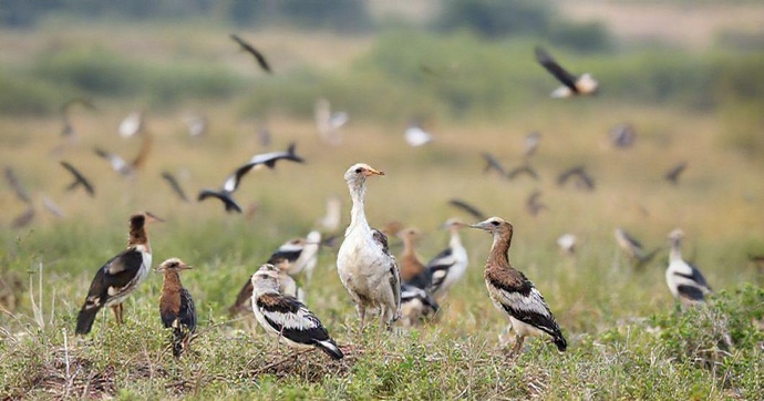 Descubra a Importância da Sexagem de Aves Silvestres