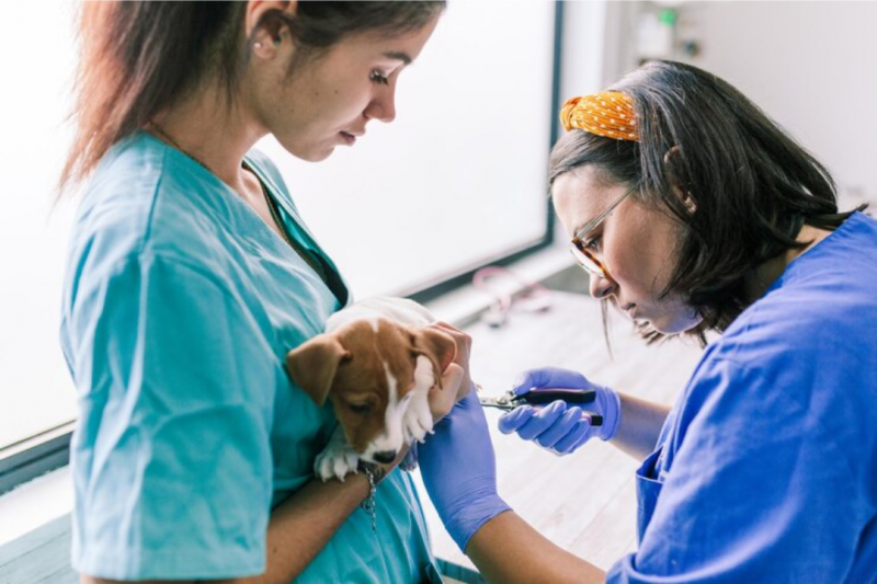 Como Escolher um Laboratório de Exames para Animais de Estimação Como Escolher um Laboratório de Exames para Animais de Estimação
