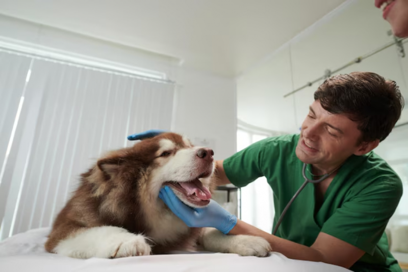 Encontre a Melhor Clínica Veterinária Popular para Seu Pet Encontre a Melhor Clínica Veterinária Popular para Seu Pet