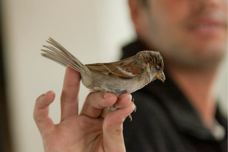 Sexagem de Pássaros: Saiba Como Identificar o Sexo das Aves com Precisão e Segurança Sexagem de Pássaros: Saiba Como Identificar o Sexo das Aves com Precisão e Segurança