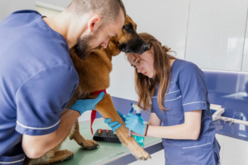 Clínica Veterinária 24 Horas para Atendimento Emergencial e Cuidados Especiais Clínica Veterinária 24 Horas para Atendimento Emergencial e Cuidados Especiais