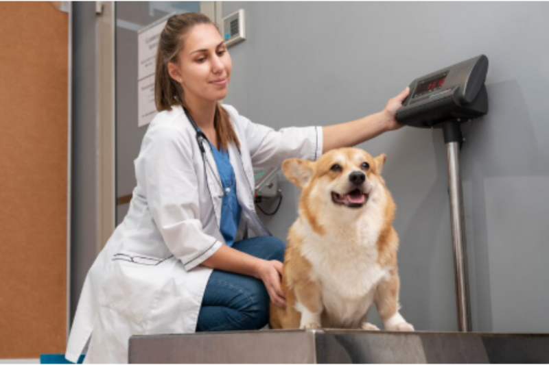 Encontre a Clínica Veterinária Próxima a Você com Este Guia Prático Encontre a Clínica Veterinária Próxima a Você com Este Guia Prático