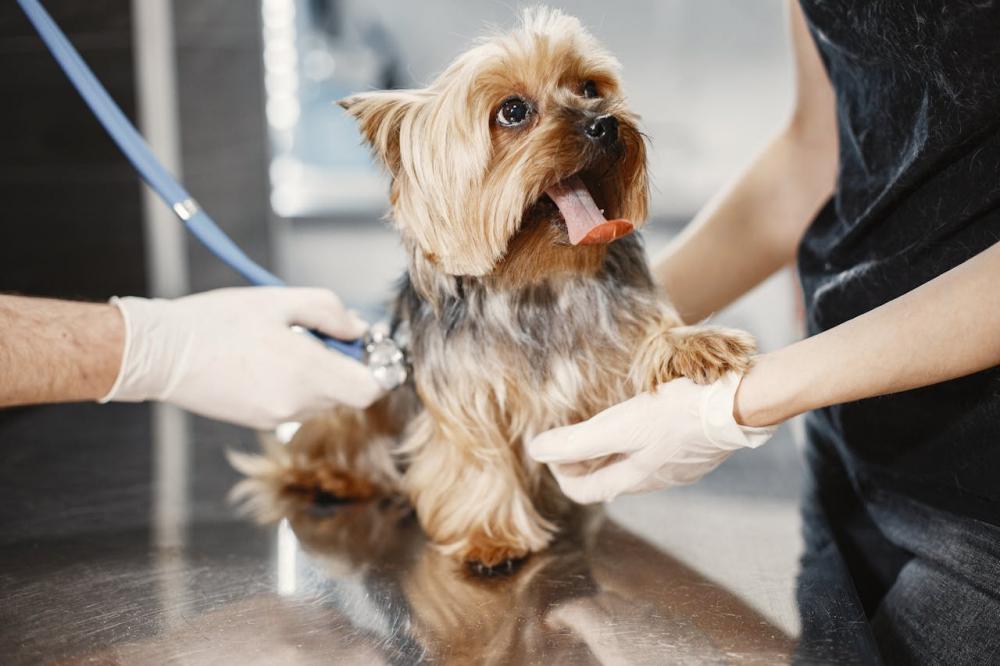 Veterinária