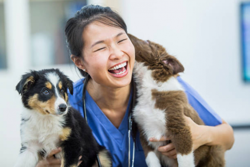 Cálculo Urinário Cães Valores Vila Belmiro - Cálculo Urinário para Gatos Tratamento