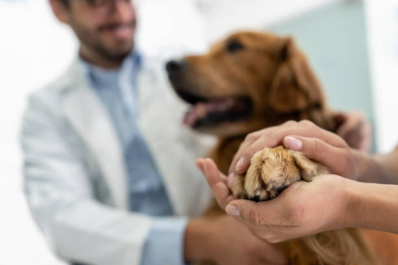 Cálculo Urinário Cães Pitangueiras - Cálculo Urinário em Cães Tratamento