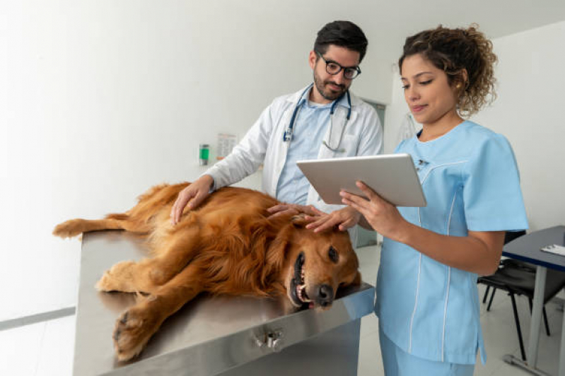 Cálculo Urinário em Animais Vila Melo - Cálculo Urinário para Cães Tratamento