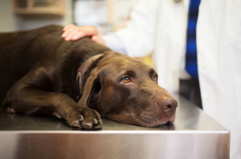 Cálculo Urinário em Cães Tratamento Preço Morro da Teresinha - Cálculo Urinário em Animais