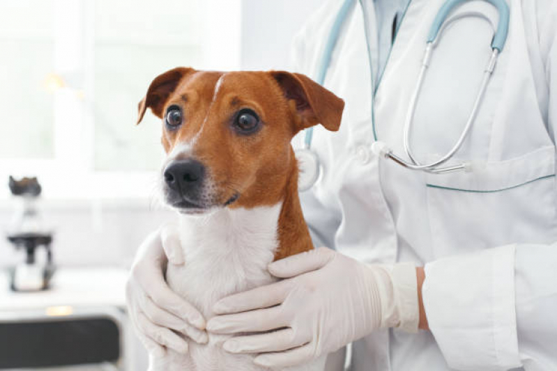 Cálculo Urinário em Cães Valores Saboó - Cálculo Urinário em Cães Tratamento
