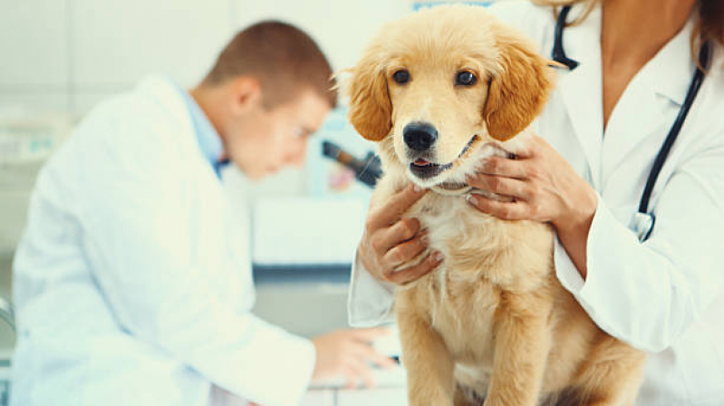 Cálculo Urinário em Gatos Canto do Forte - Cálculo Urinário em Cães Tratamento