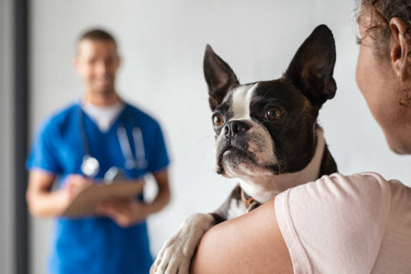 Cálculo Urinário para Animais Preço Oásis - Cálculo Urinário para Cães Tratamento