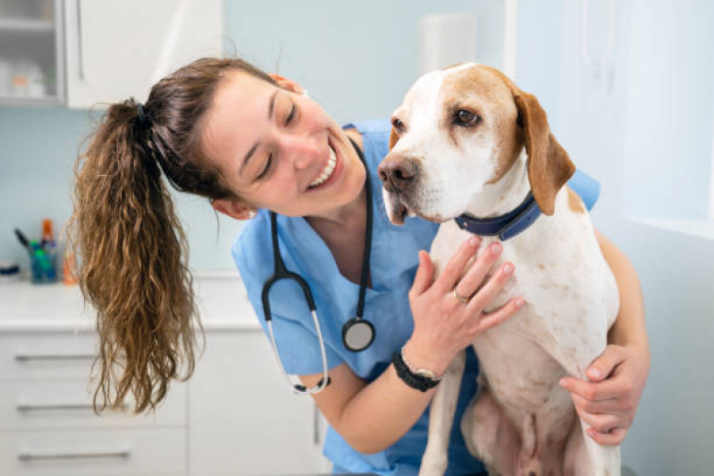 Cálculo Urinário Valores Paquetá - Cálculo Urinário para Cães Tratamento
