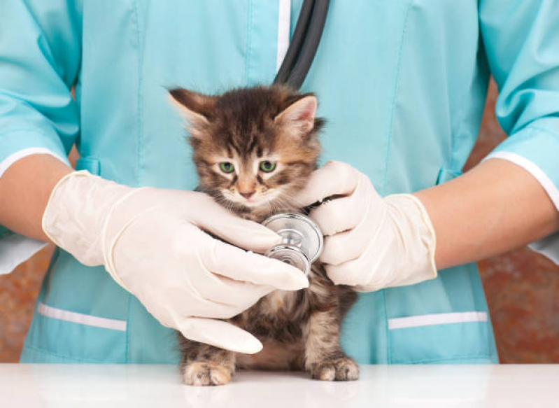 Clínica de Exame Fiv Felv Gato para Filhote de Gato Porto Macuco - Teste de Fiv e Felv para Gatos