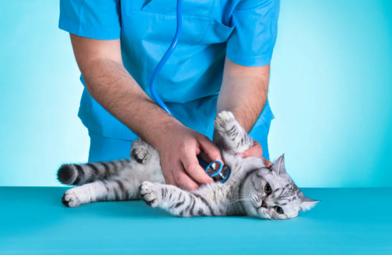 Clínica de Exame Fiv Felv para Gatos Pompéia - Teste Fiv e Felv Completo Gatos