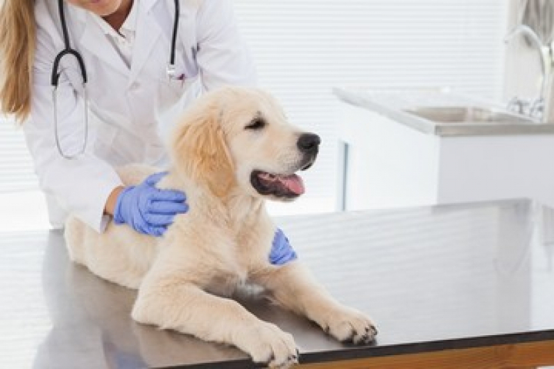 Clínica de Exame para Cães Perto de Mim São Vicente - Clínica para Saúde Animal