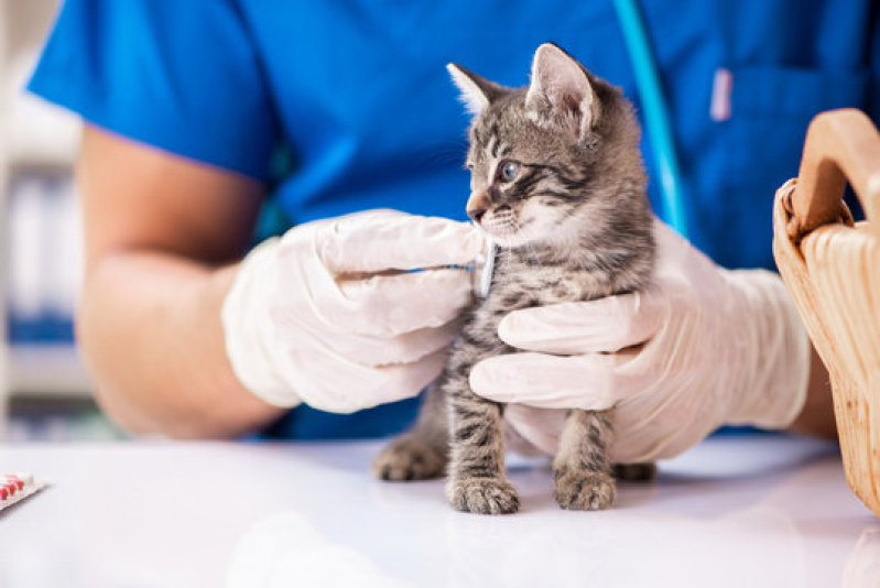 Clínica de Exame para Gato Próximo de Mim Paecara - Clínicas para Animais Exóticos