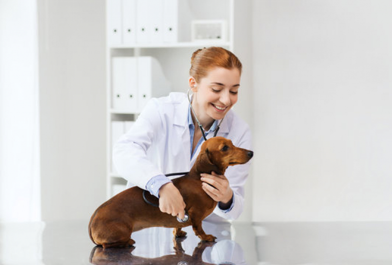 Clínica para Cachorro Próximo de Mim Encruzilhada - Clínica de Exame para Cães
