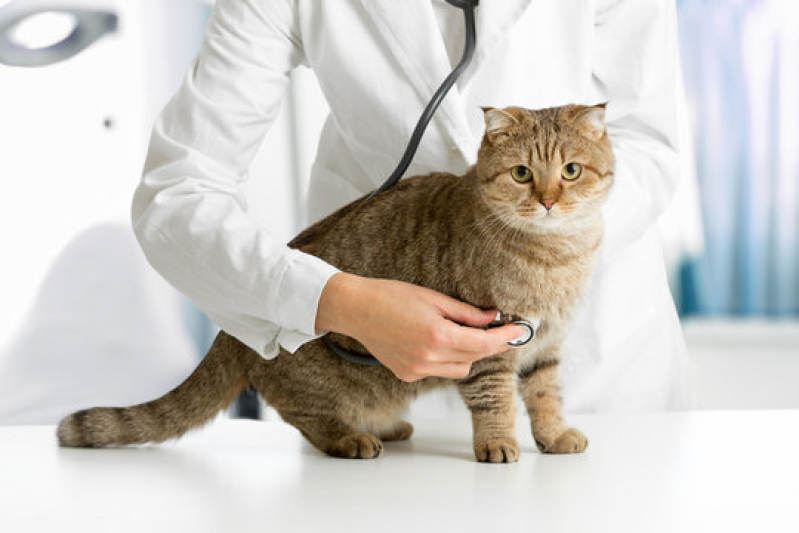Clínica para Exame de Fezes Gato Perto de Mim Mirim - Clínica para Saúde Animal