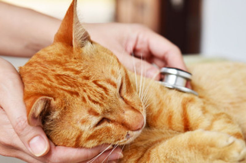 Clínica para Exame de Fezes Gato Caneleira - Clínicas para Animais Exóticos