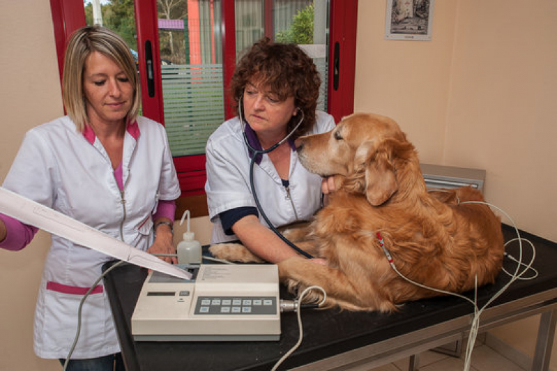 Clínica para Exames Laboratoriais para Animais de Grande Porte Gonzaga - Exames Laboratoriais para Gatos