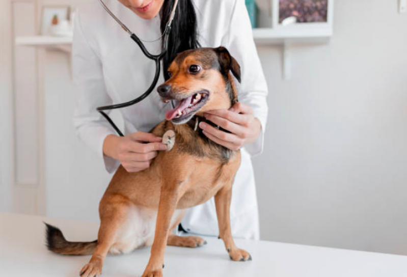 Clínica para Hemograma Completo para Cão Peruíbe - Hemograma Total para Cachorro