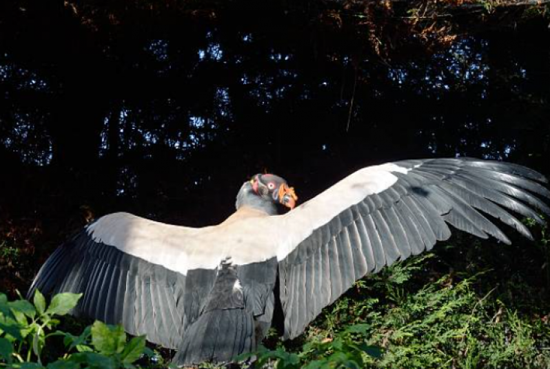 Clínica para Sexagem em Aves Silvestre Pedreira - Sexagem em Papagaio