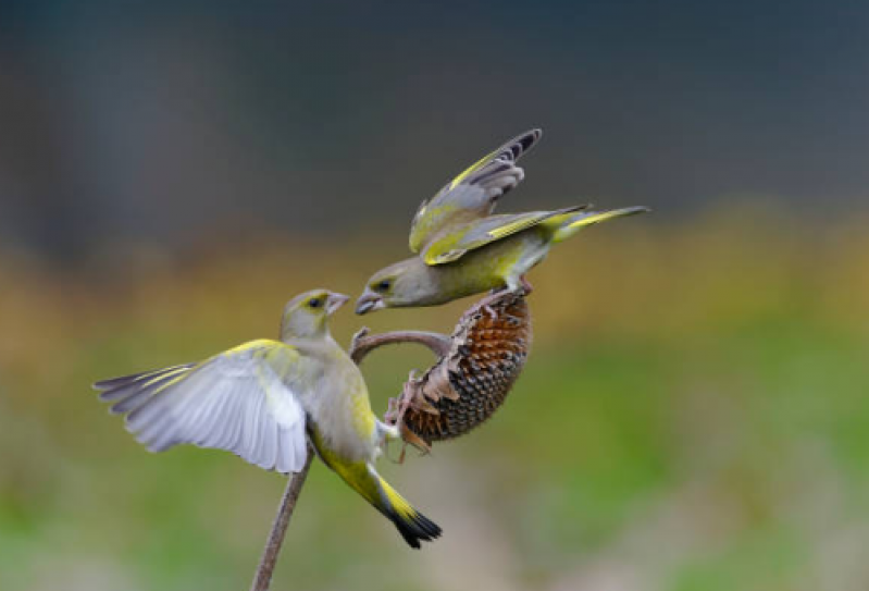 Clínica para Sexagem em Papagaio Morro Caneleira - Sexagem em Pássaros