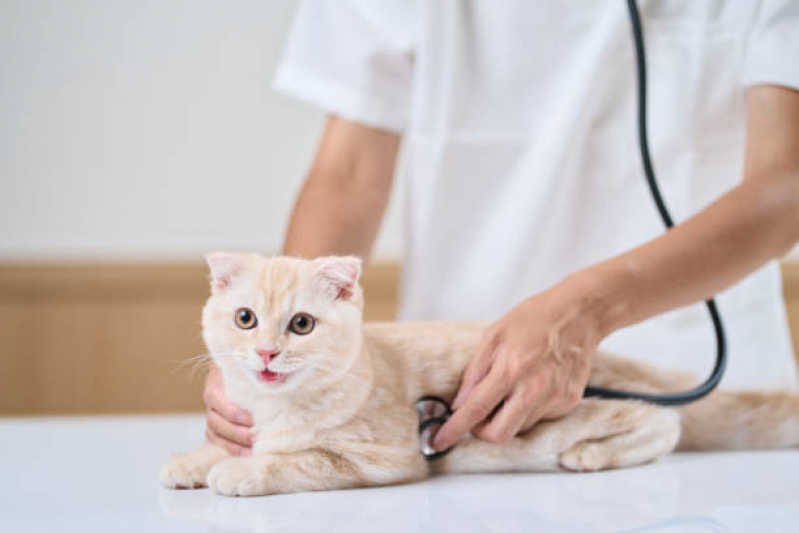 Clínica para Teste de Fiv e Felv para Gatos Itaóca - Exame Fiv Felv Gato para Filhote de Gato