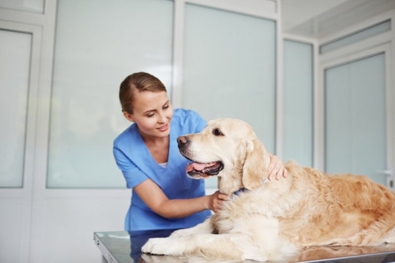 Clínica Veterinária Frangos Voturua - Clínica Veterinária para Cachorro
