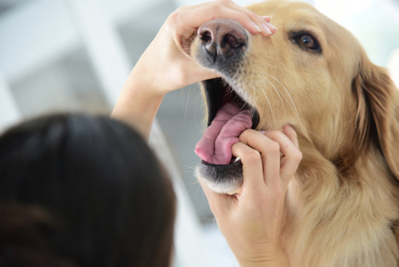 Clínica Veterinária para Cachorro Endereço Voturua - Clínica Veterinária para Cães