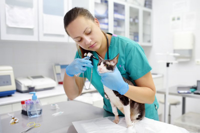 Clínicas para Animais Exóticos Perto de Mim Solemar - Clínica para Exame de Fezes Gato
