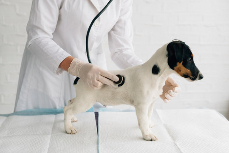 Clínicas para Animais Exóticos Próximo de Mim Laranjeiras - Clínica de Exame para Cães