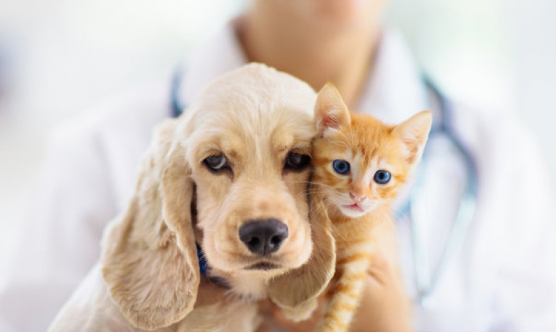 Clínicas para Animais Exóticos Nova Itanhaém - Clínica de Exame para Gato
