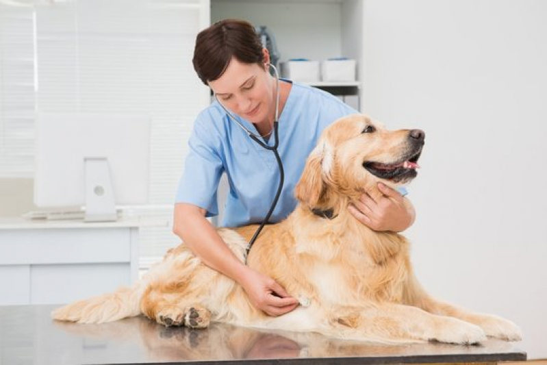 Clínicas Veterinária para Cão Perto de Mim Tupi - Clínicas Veterinária para Cães
