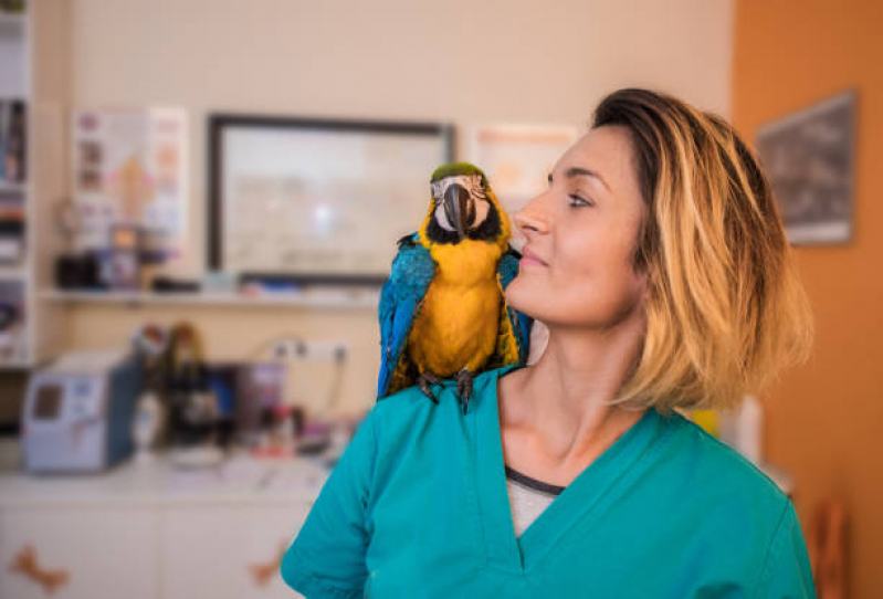 Clínicas Veterinária para Papagaio Encruzilhada - Clínicas Veterinária para Gato