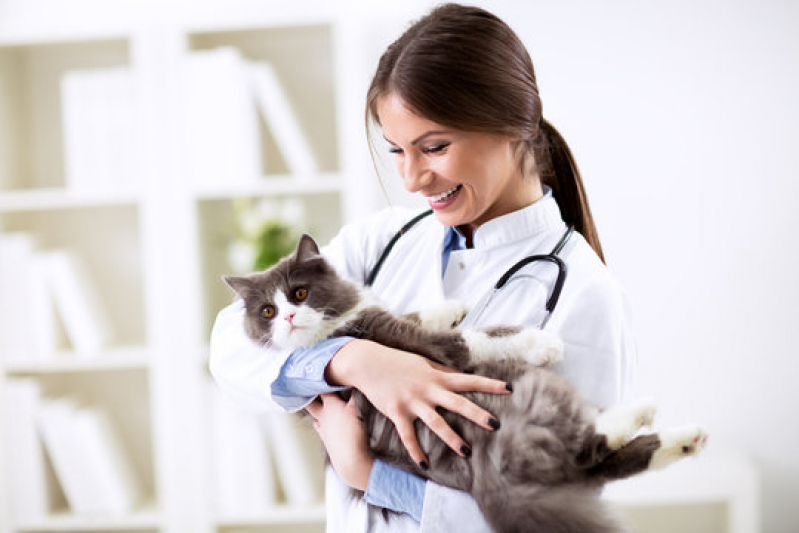 Contato de Clínica Veterinária Calopsita Itaóca - Clínica Veterinária para Gatos