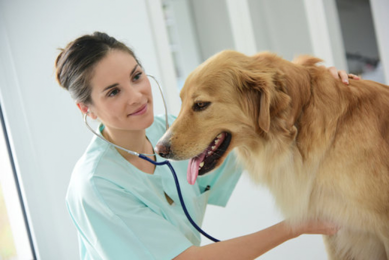 Contato de Clínica Veterinária para Cachorro Porto Macuco - Clínica Veterinária para Cães