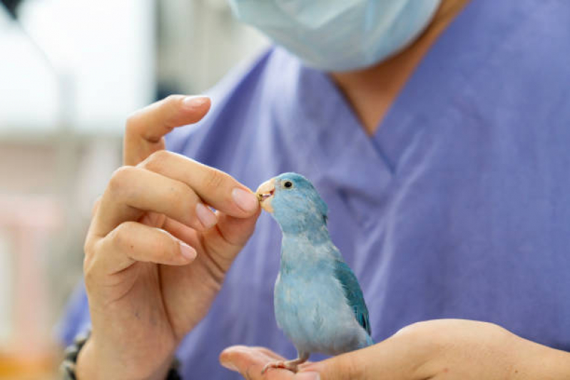 Contato de Clínicas Veterinária para Pets Biquinha - Clínicas Veterinária para Aves