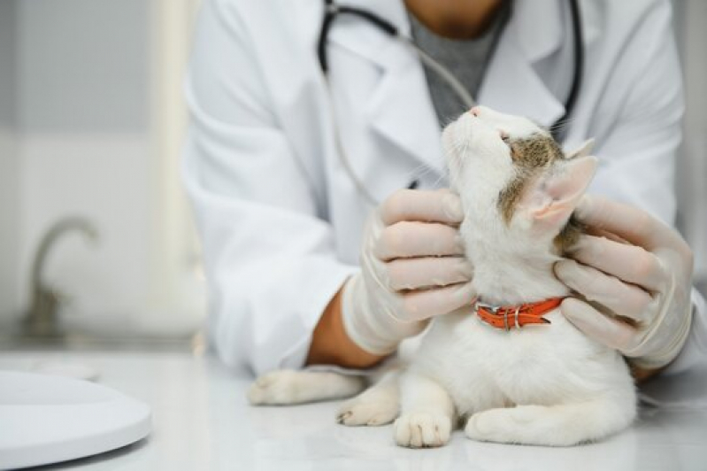 Contato de Laboratório Veterinário Exame de Fezes Animal Vila Rica - Laboratório Veterinário Exame de Sangue