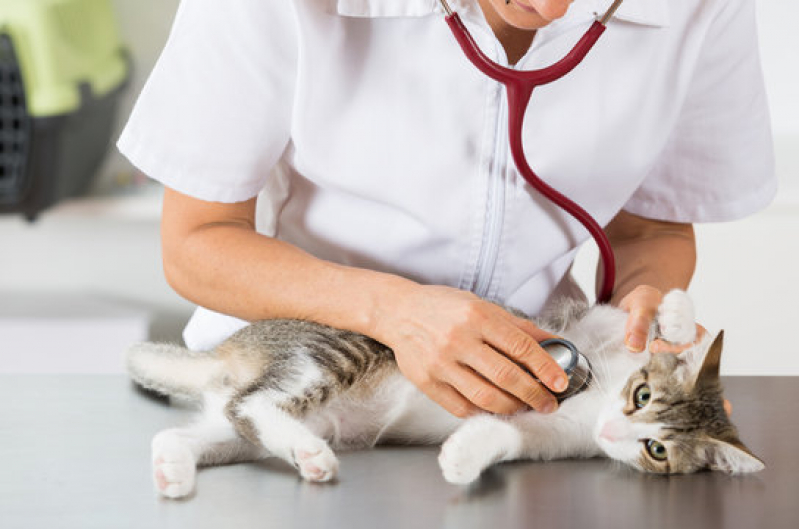 Endereço de Clínica de Exame para Gato Monte Cabrão - Clínica para Saúde Animal