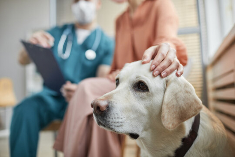 Endereço de Clínica Veterinária para Filhote Cidade Ocian - Clínica Veterinária para Cachorro