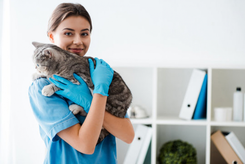 Endereço de Clínicas para Animais Exóticos Cibratel 2 - Clínica de Exame para Gato
