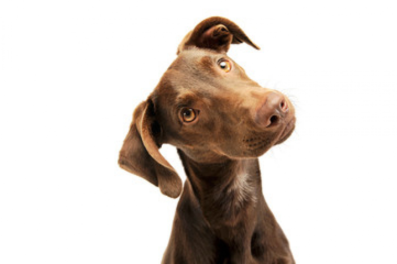Exame Citológico Preço Marapé - Exame de Citologia em Cachorros
