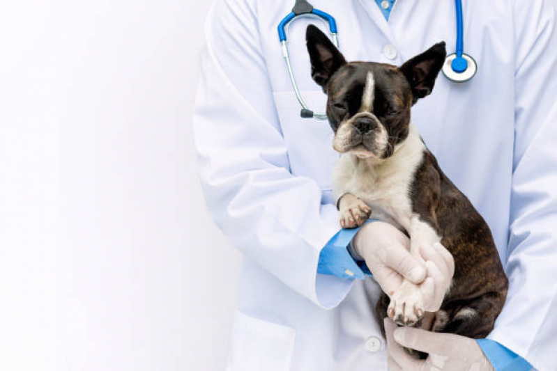 Exame Coproparasitológico Cães Marcar Balneário Flórida - Exame Coproparasitológico Veterinário