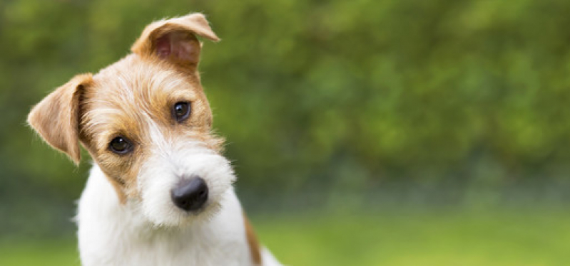 Exame de Citologia em Cães Valores Itararé - Exame de Citologia em Cães