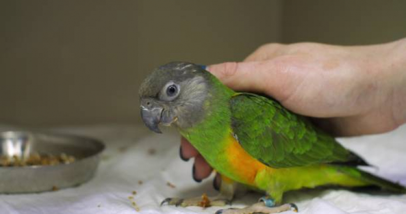 Exame de Fezes em Pássaros Clínica Oásis - Exame de Fezes para Animais Silvestres