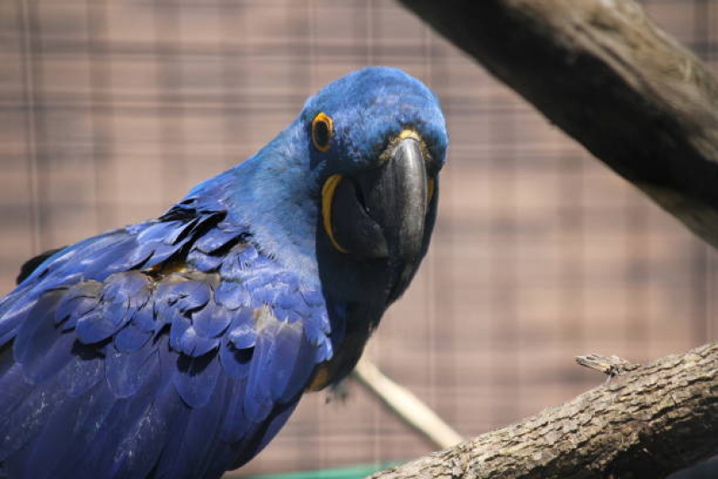 Exame de Fezes em Pássaros Voturua - Exame de Fezes para Animal