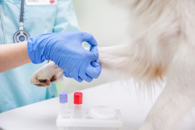 Exame de Hemograma Completo para Cachorro Aviação - Hemograma Sangue Total