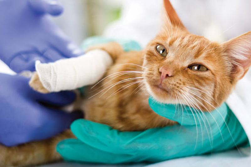 Exame de Sangue para Gatos Agendar Itanhaém - Exame de Sangue para Gatos