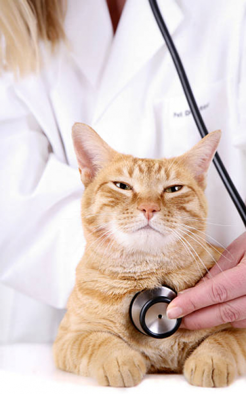 Exame de Sangue para Gatos Marcar Santos - Exame de Sangue para Pet